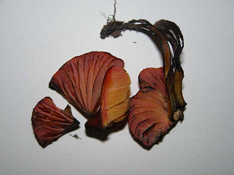 Bonzai con Hygrocybe